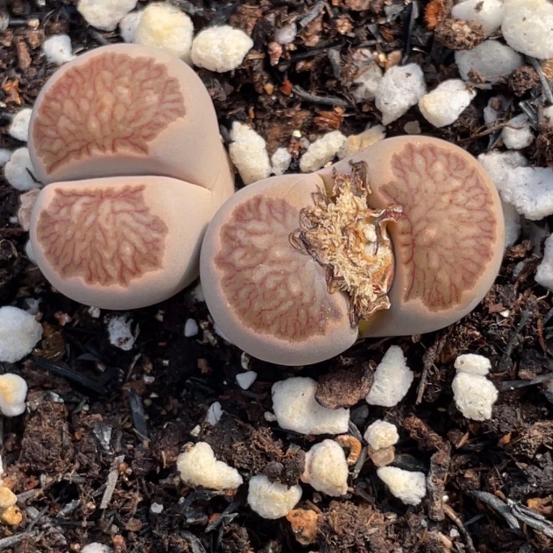 非偏远满20包邮400