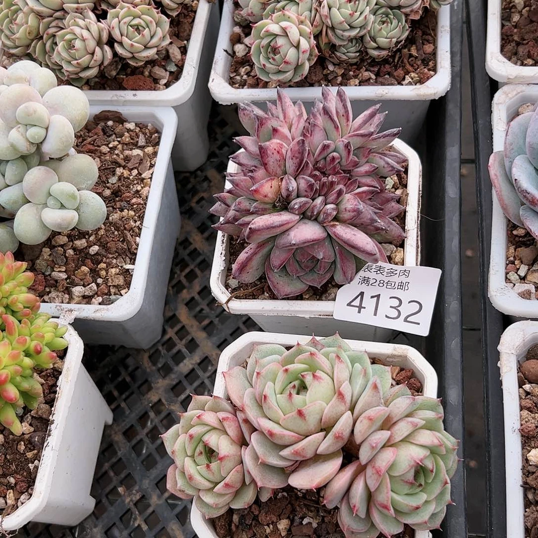 9号哼**哈我们的确需要4132