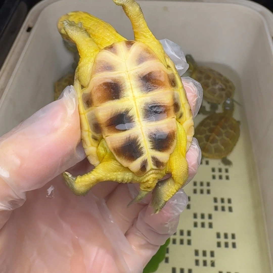 母绿毛龟意**生黄肉黄肉