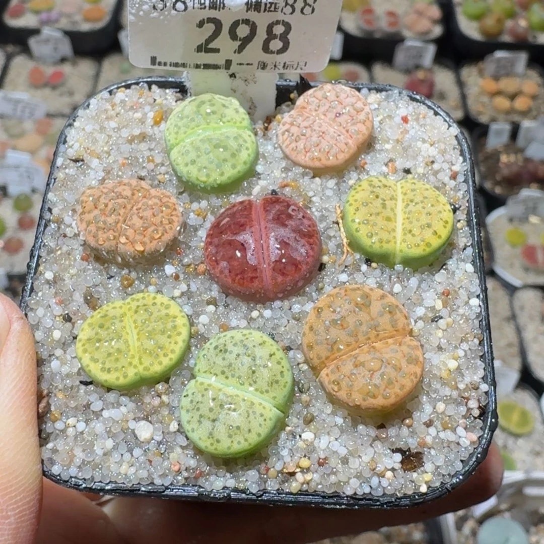 Sss精品清货款298