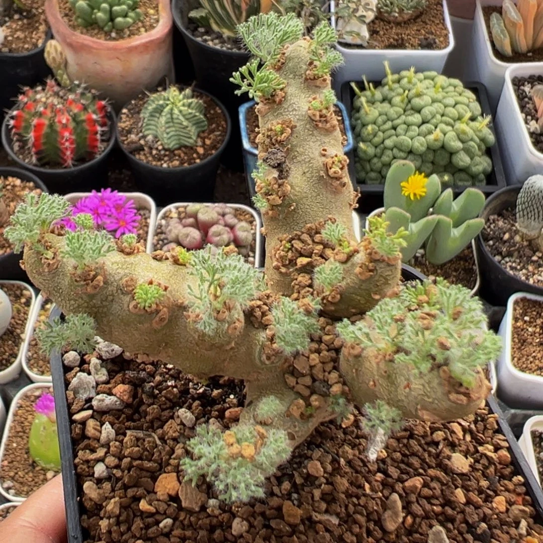 110多肉植物白皮月界