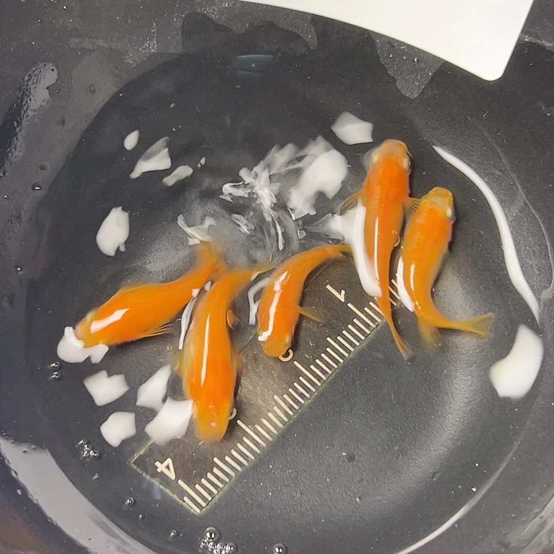 海水红帝短体一组20