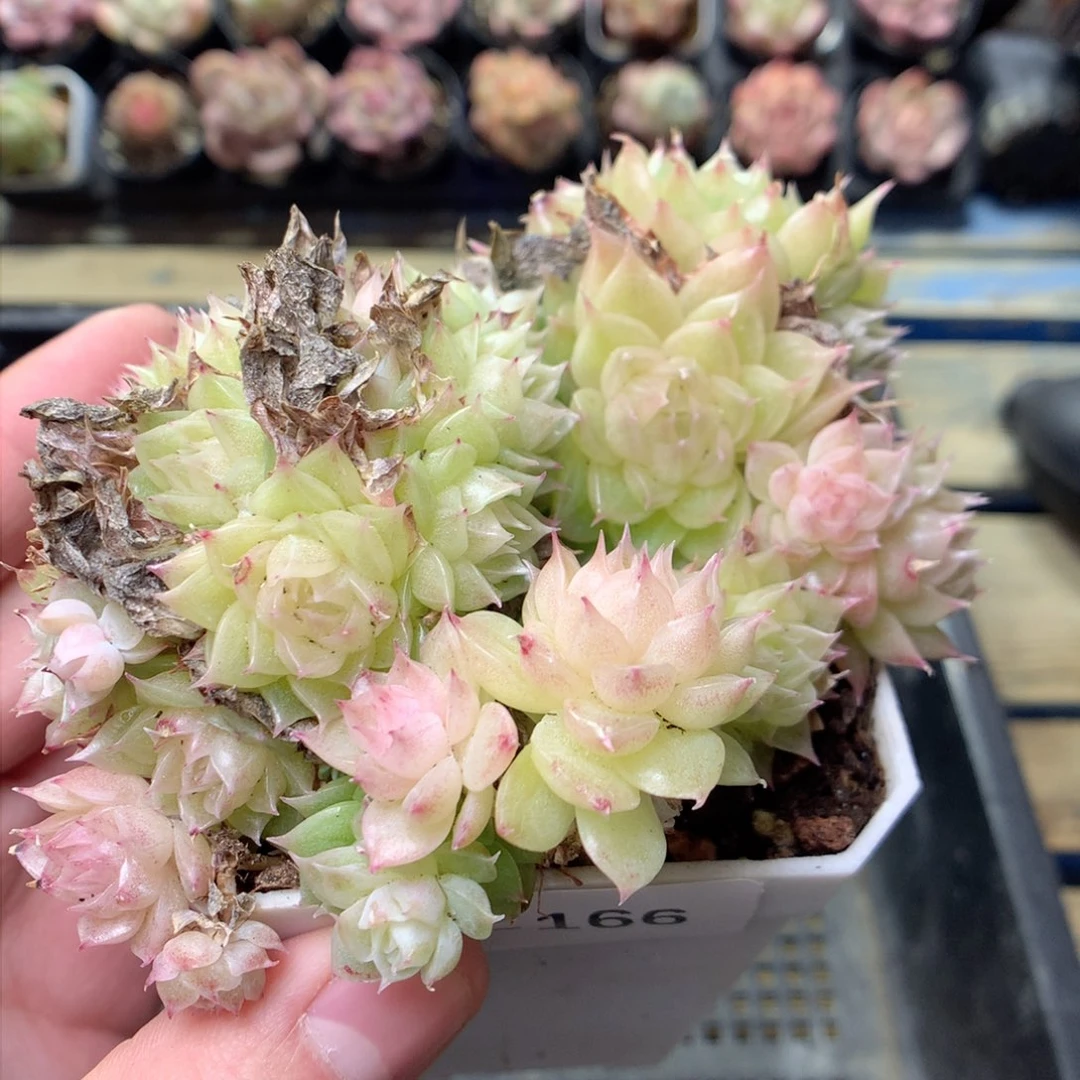 F166定繁海王麦杆珍妮C007