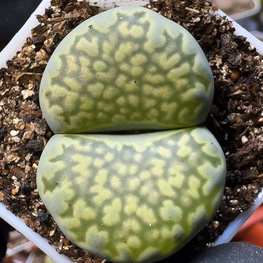 知***乐生石花111111。  113