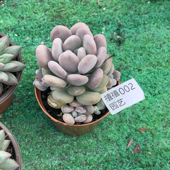 芸*妹002月美人多肉植物