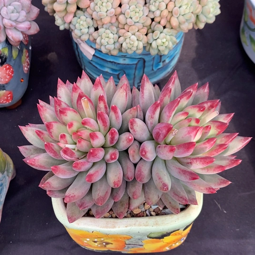 二代虞美人 一物一拍