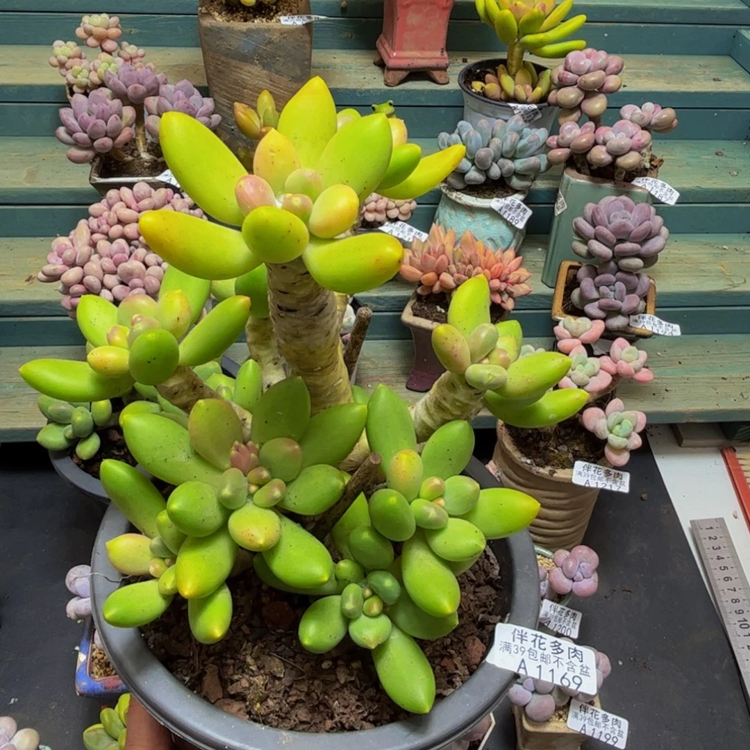 1169芒果奶15cm多肉