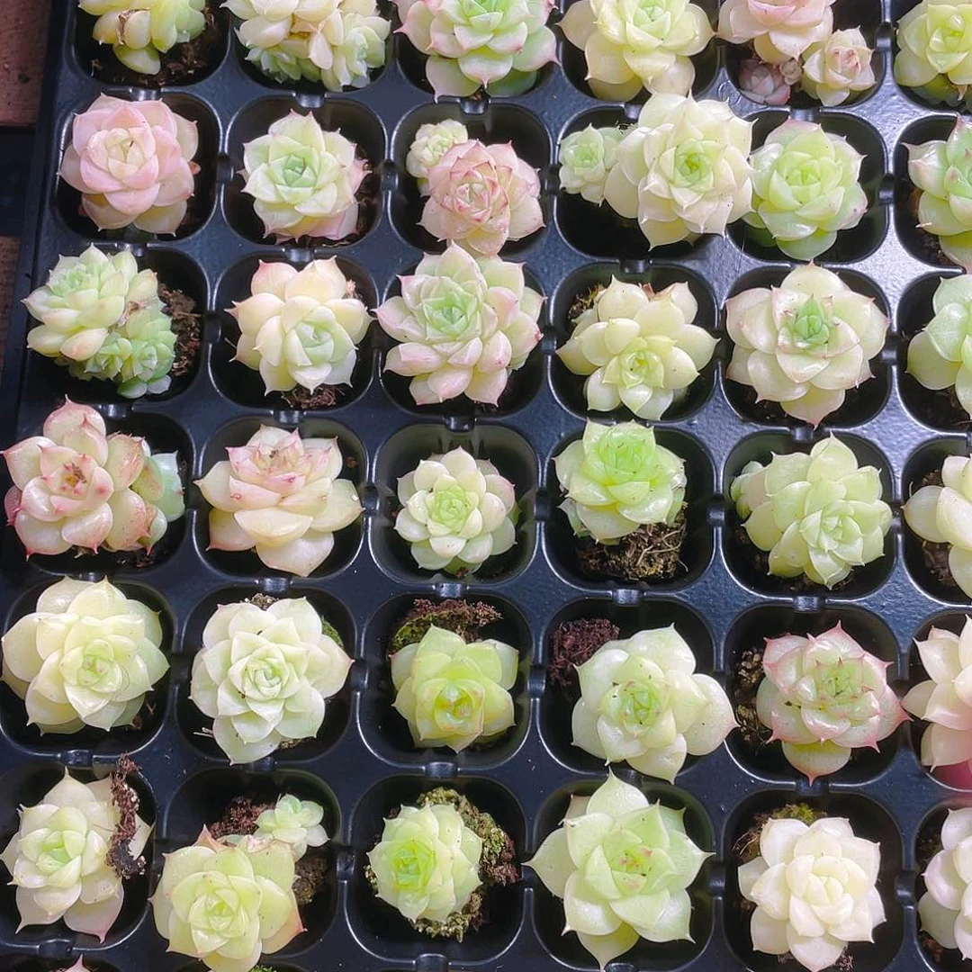 个体麦杆透穴一个满25包邮