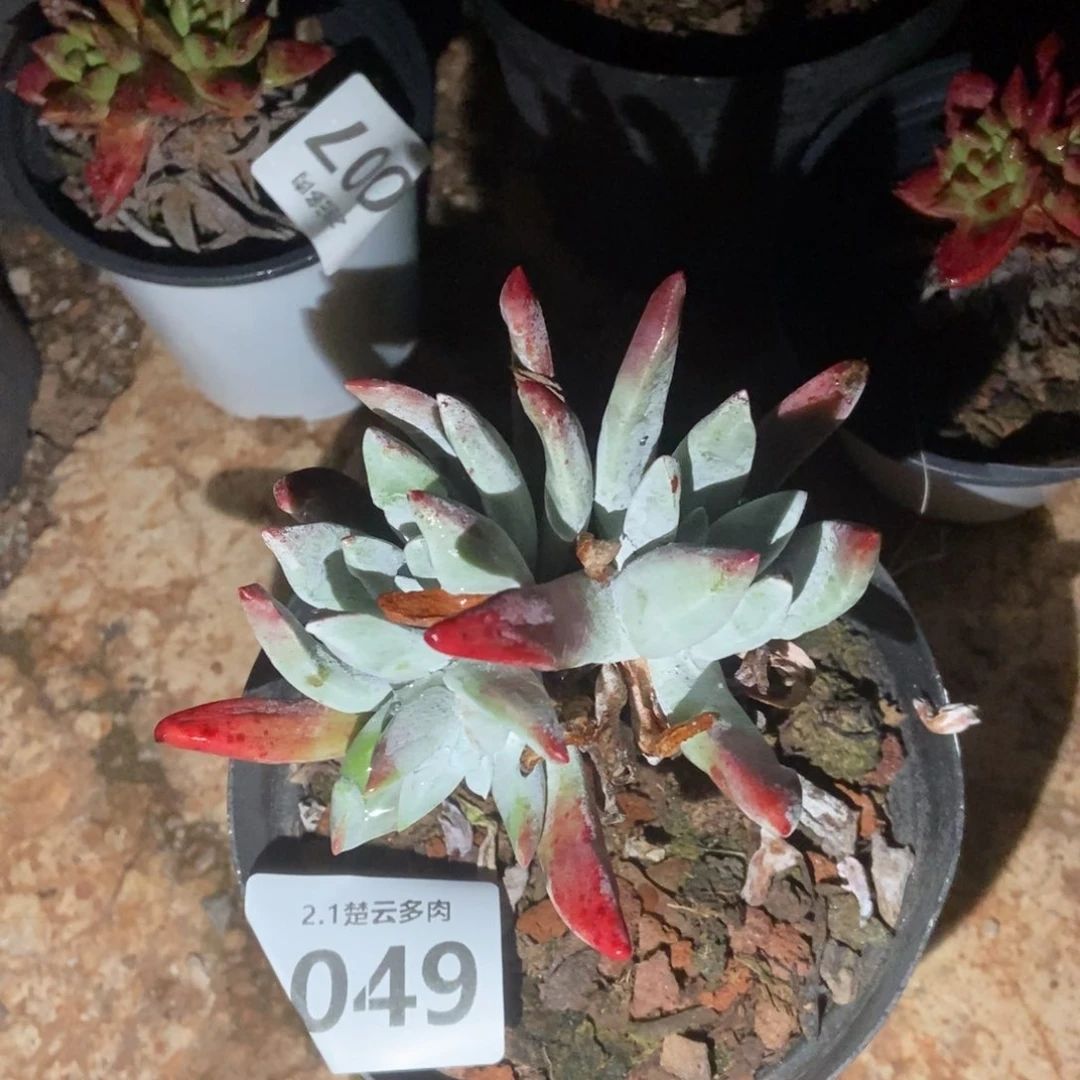 049多肉植物啦啦啦