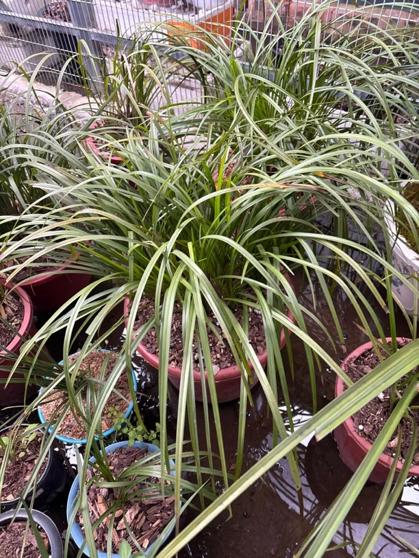 人工引种栽培繁殖秋芝