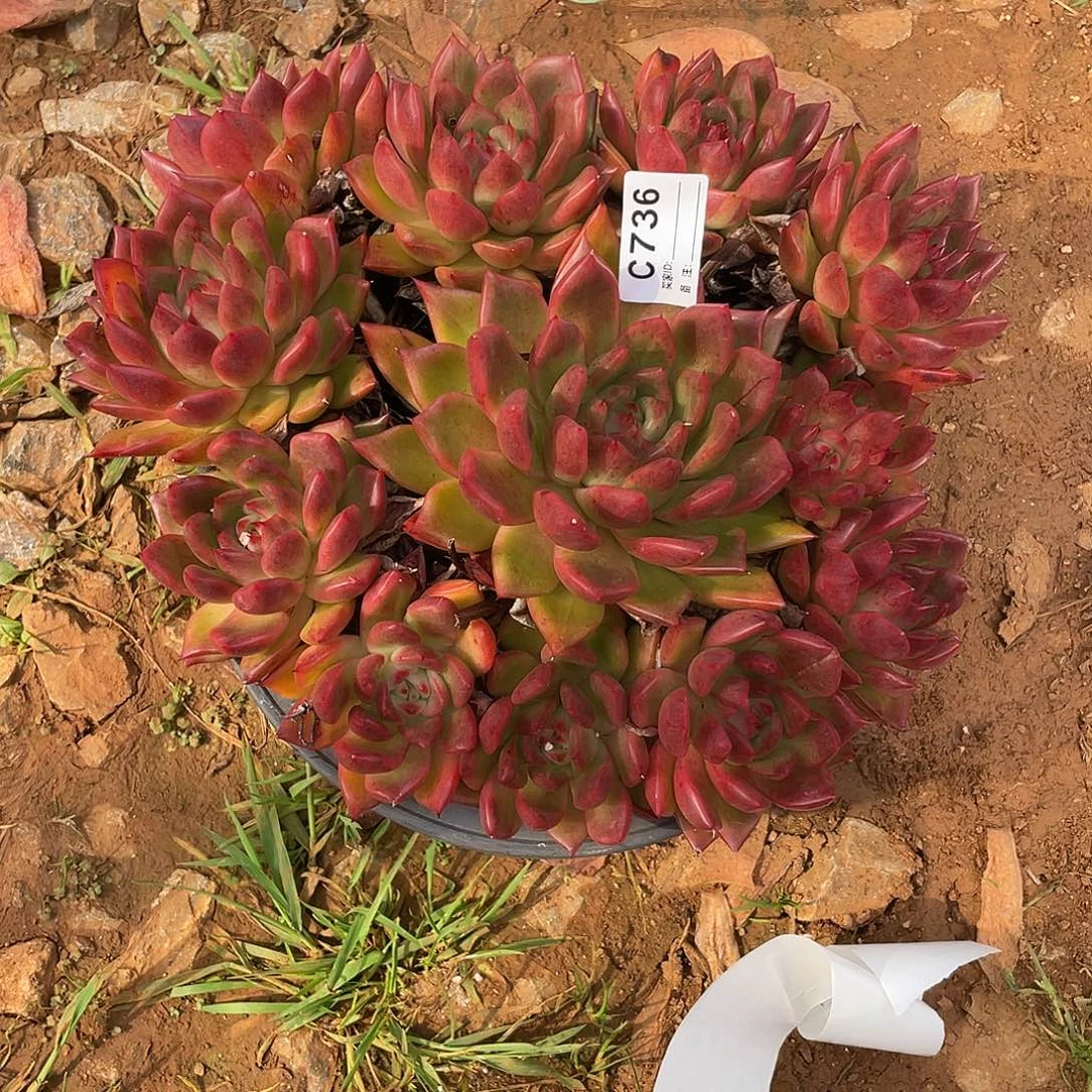 若如东云单拍C736