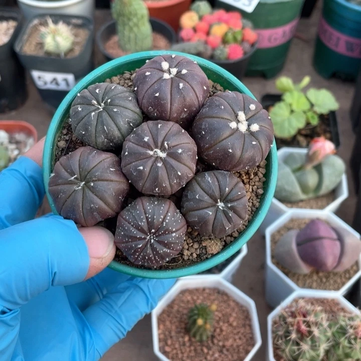 073实生紫皮兜一盆