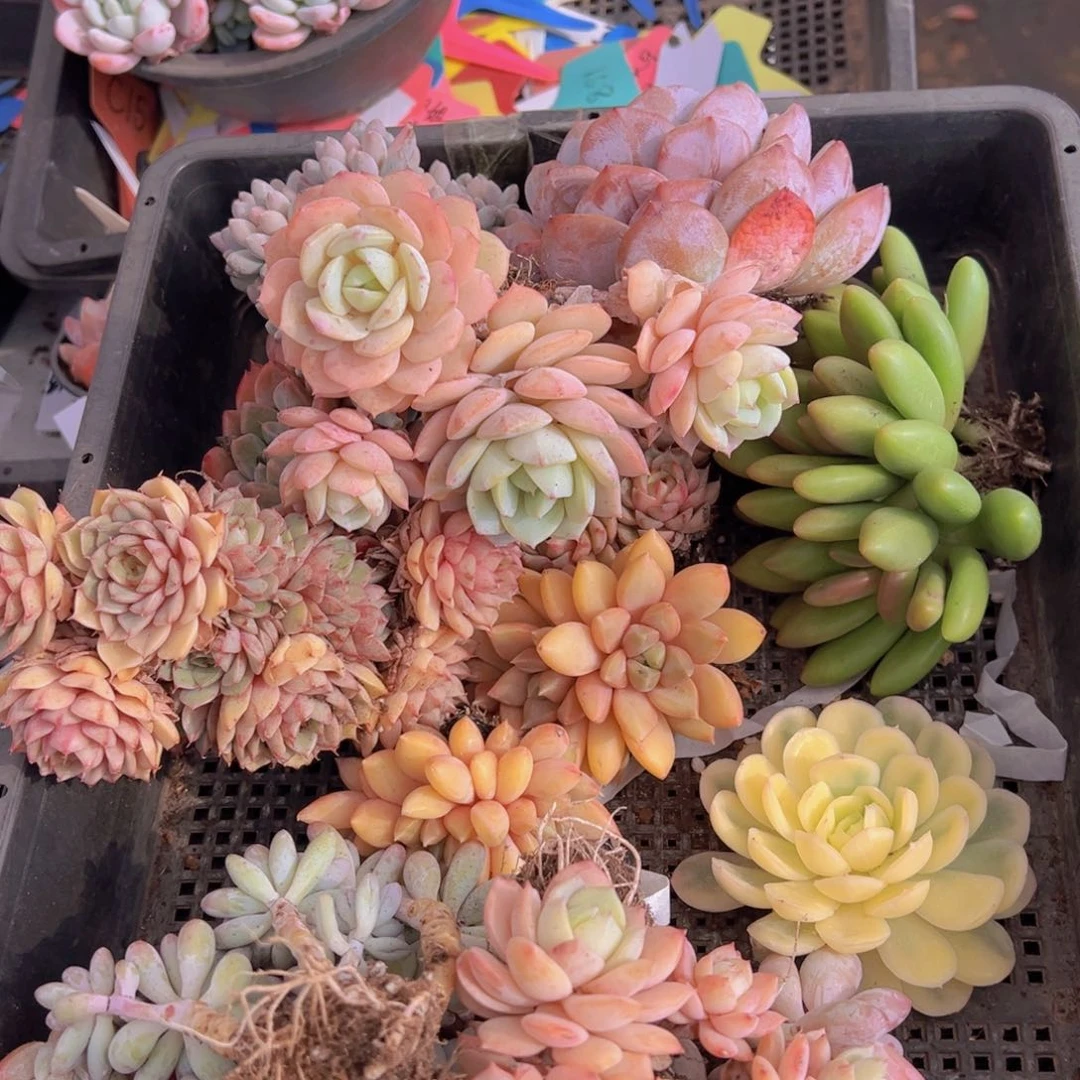 健**安香玉的故事是一个人