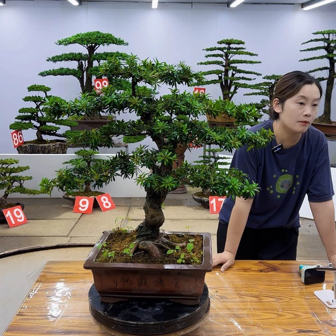 无花朵盆景直播间一物一拍