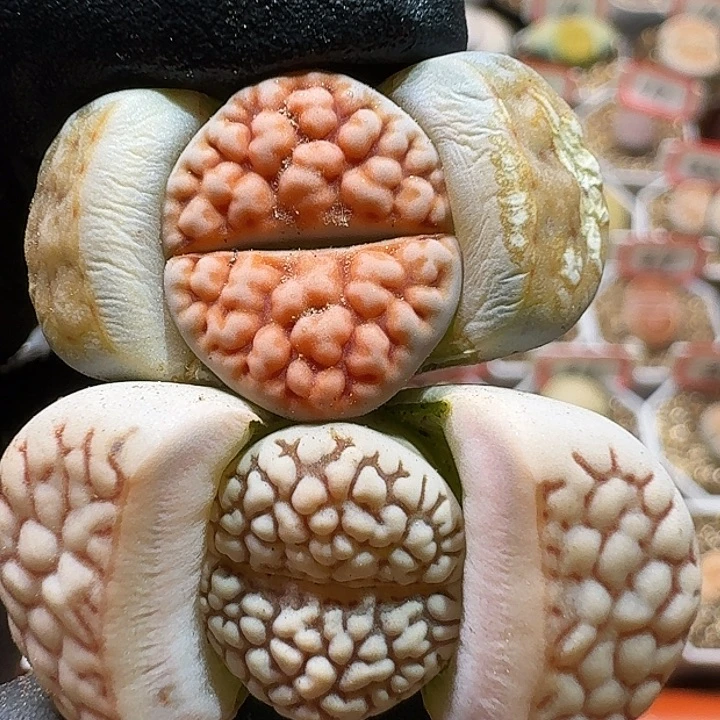 生石花233:：：。  108