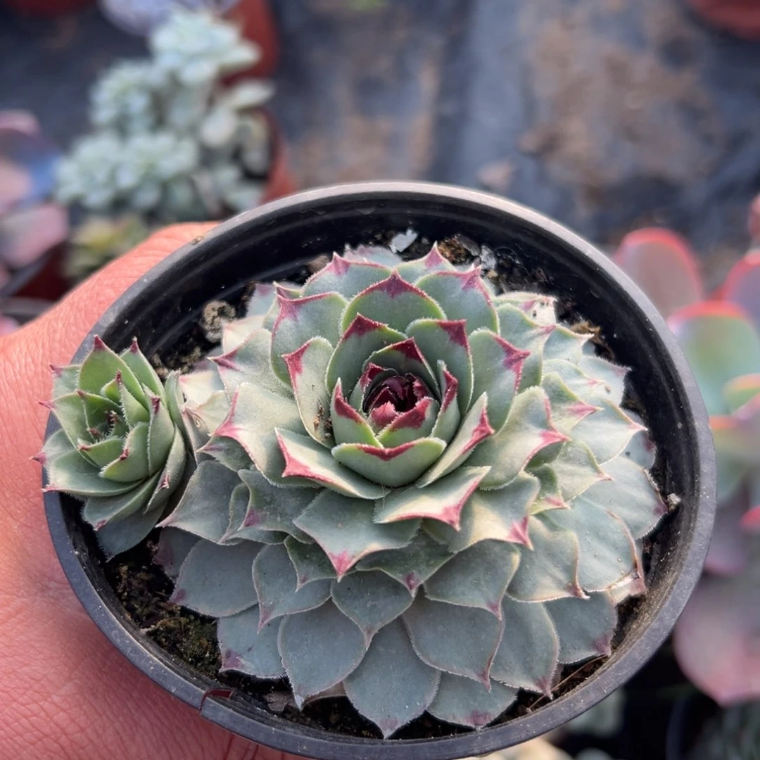 多肉植物长生草林娟