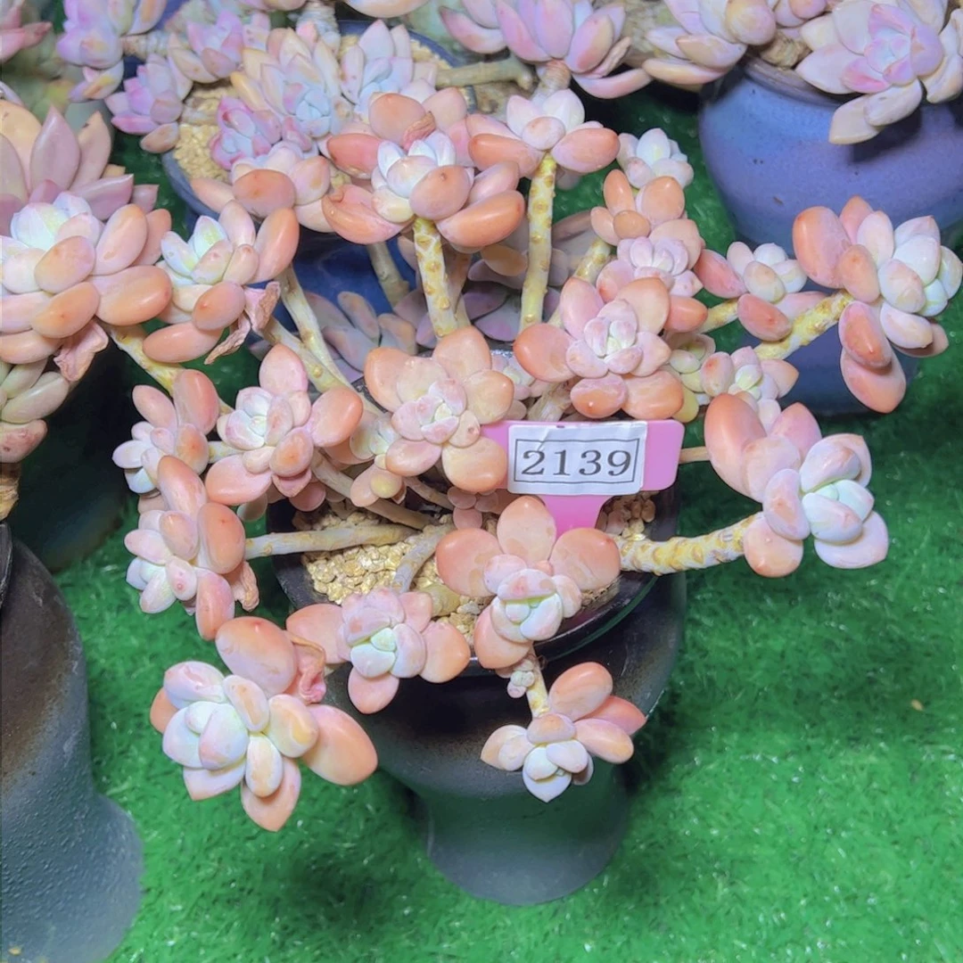 淡雪2139多肉植物