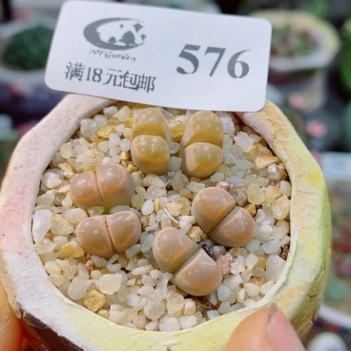 生石花花花花花花花576