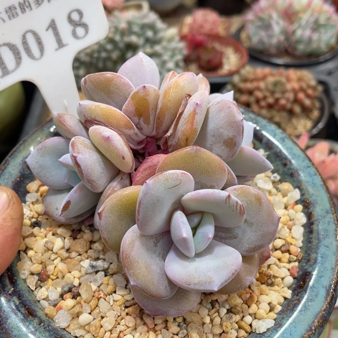 018奶茶不带盆9厘米