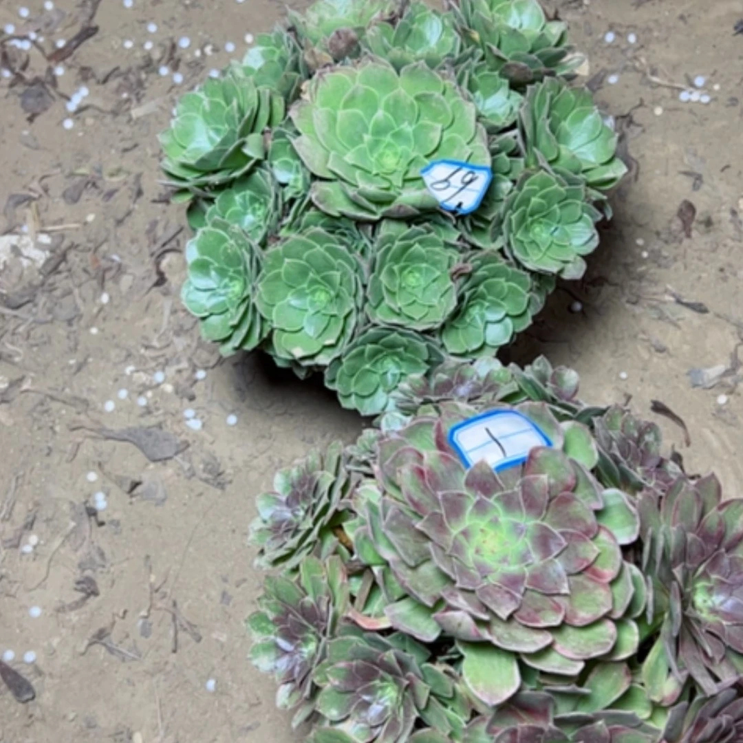 【闪购商品】断枝不包69