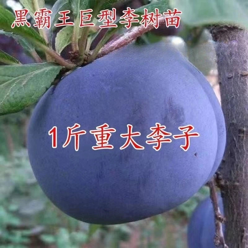 巨型黑霸王李子树苗嫁接特大果黑布林脱骨李子苗当年结果盆栽地栽