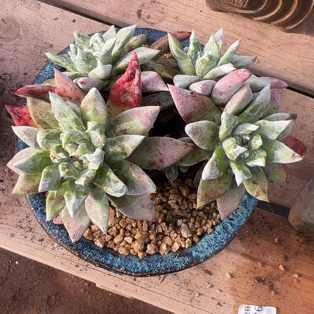 4039漠然一苹果叶皱叶