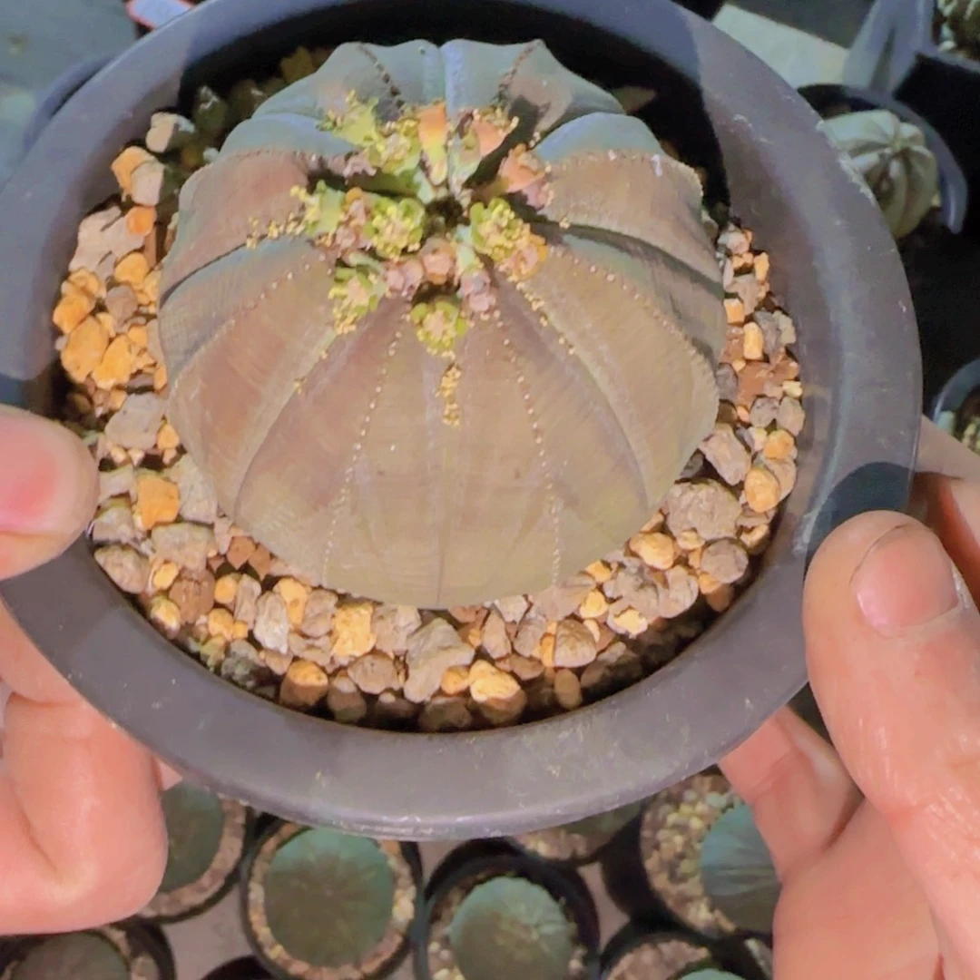 一**秋块根植物块根植物