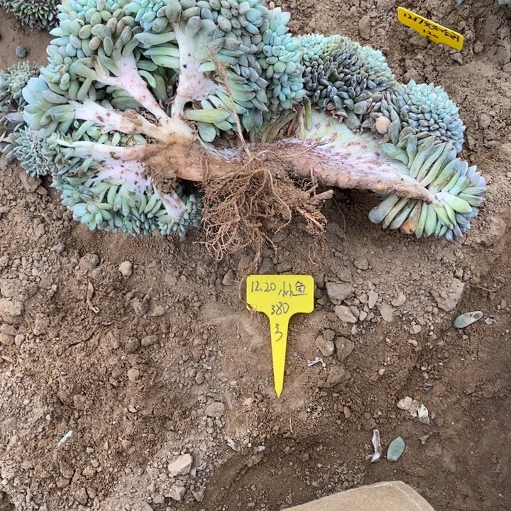 福多多花卉园艺星影