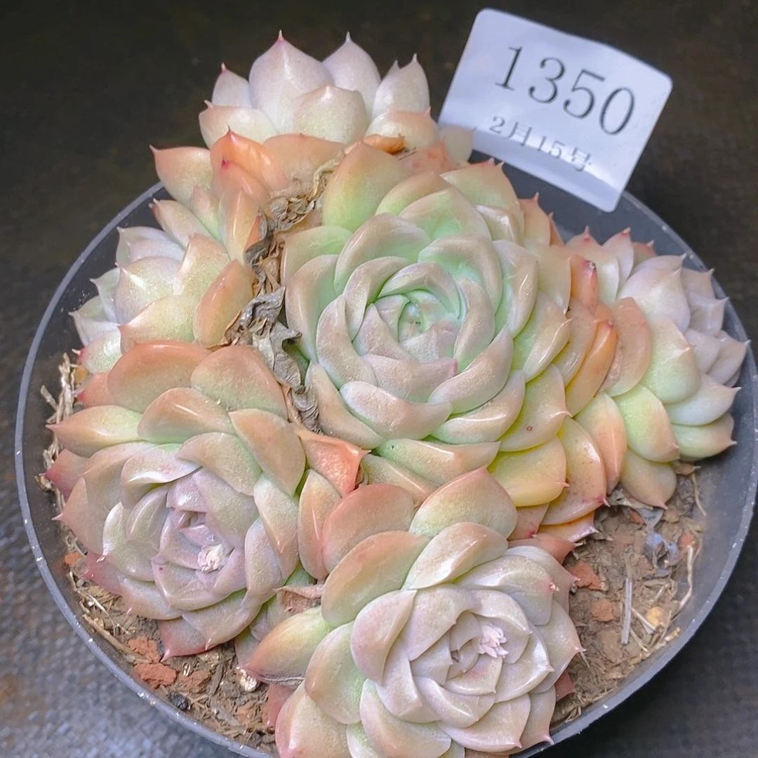 【闪购商品】云1350