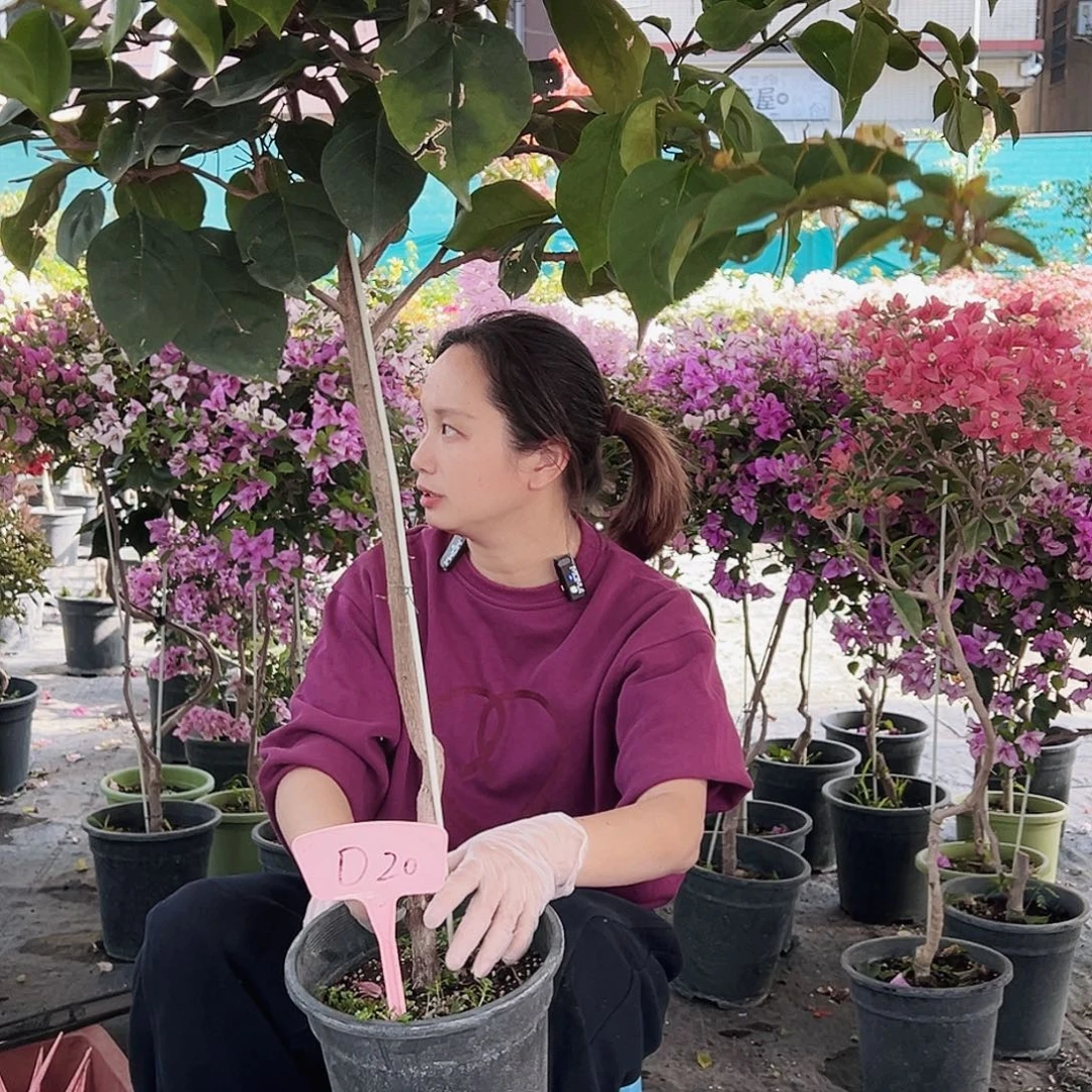 王****大部分花苞少量开放D20凤凰