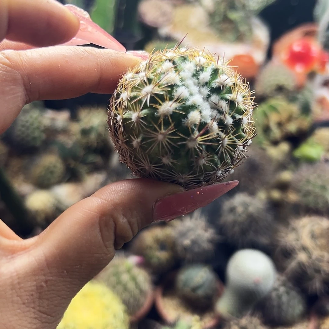 红莲玉有根仙人球1111111