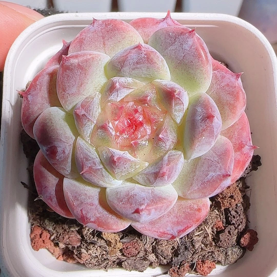 多肉1102--130秘境冰魄