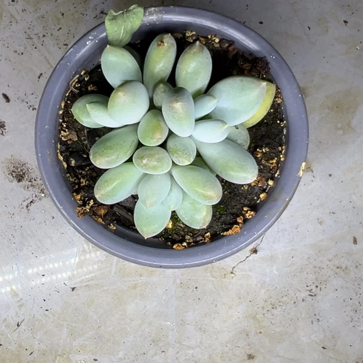 壹***二十二哥特萝莉多肉