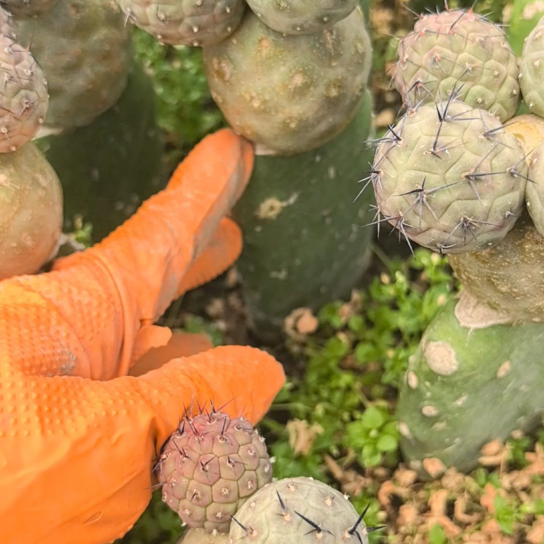 来***来习志野仙人球直播