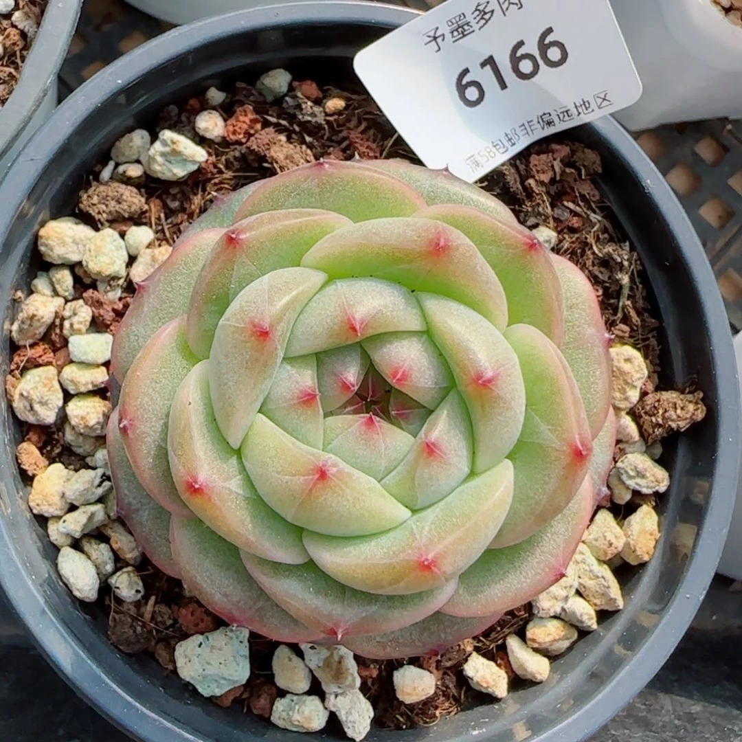 新品，6166多肉植物