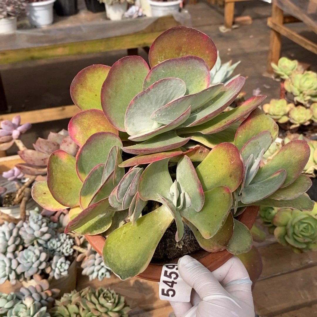 5459唐印锦群一物一拍