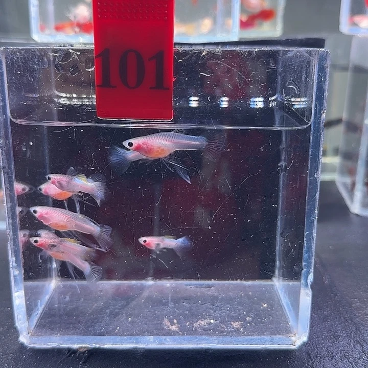 孔雀鱼玥****?101号，8条鱼