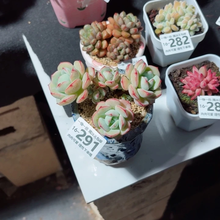 白底香草无盆土发货多
