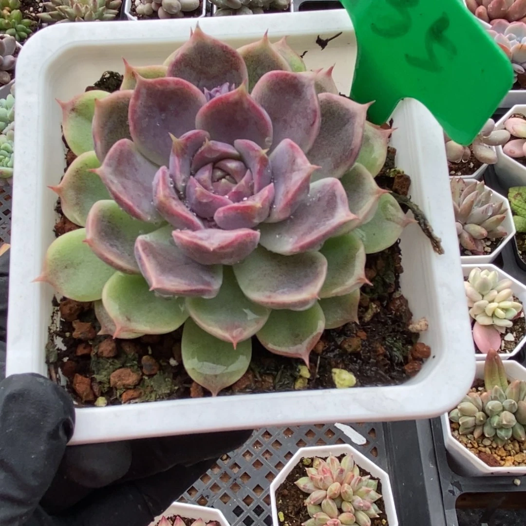 935杂交多肉植物多肉