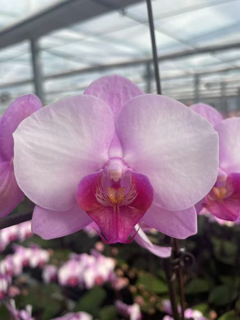 月亮公主无花剑【3.5】寸蝴蝶兰成熟苗