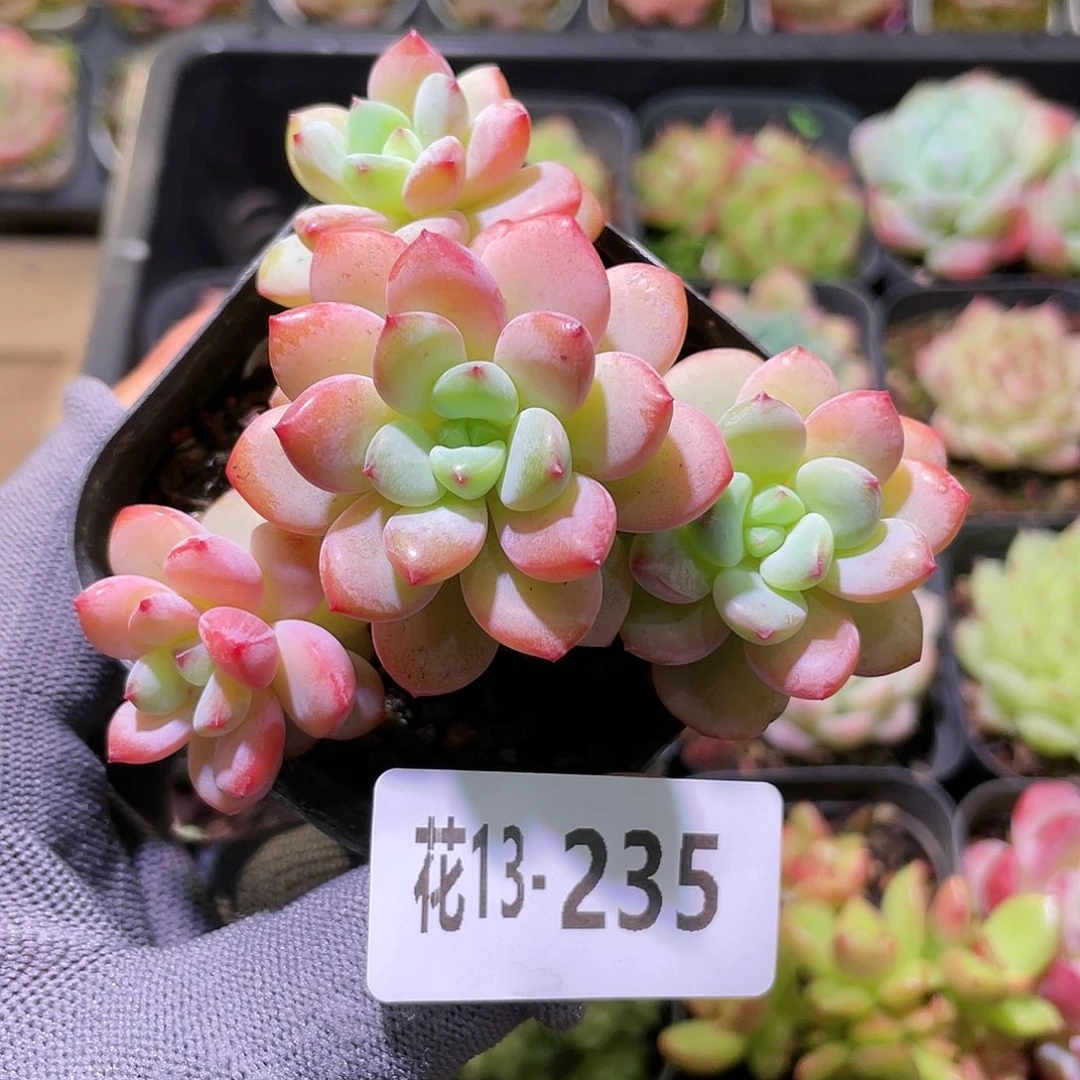 花利美13-235新品