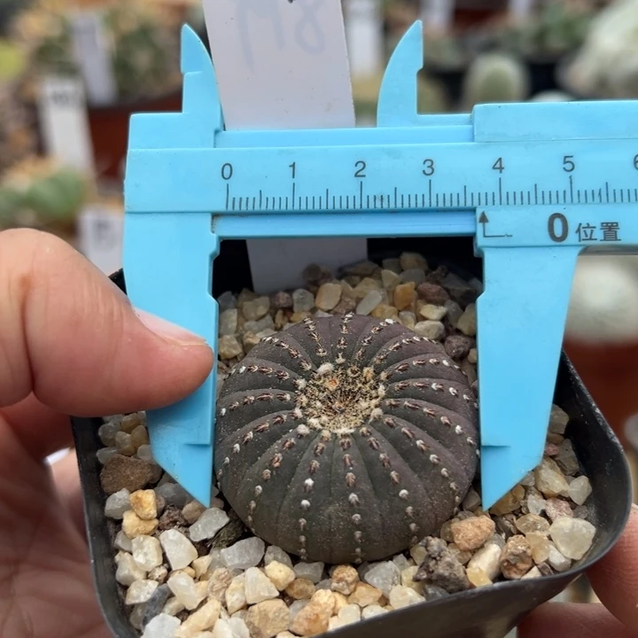 819号大型士童3.8厘米