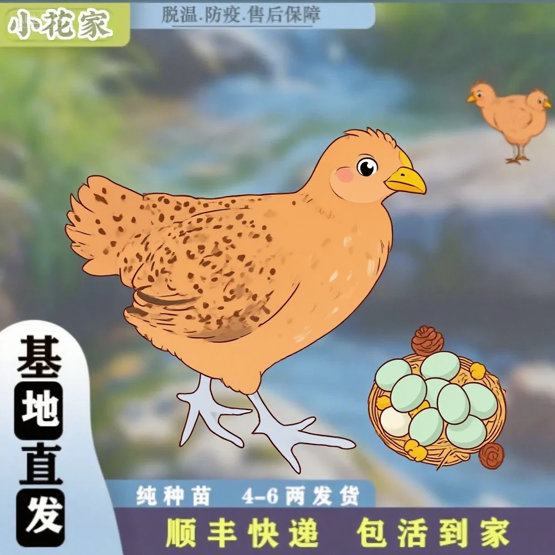 青腿宠物鸡黑脚鸡散养半斤左右发货t（买8送4，搭配发货）