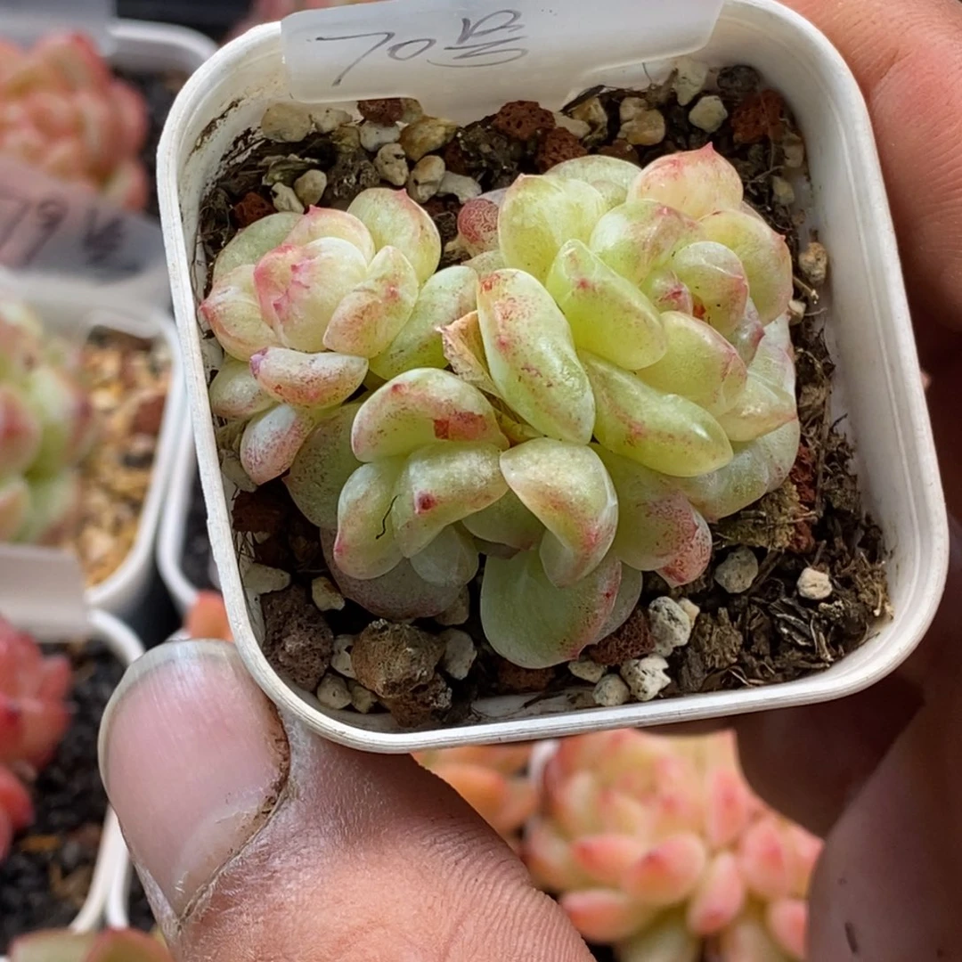 天官赐福百无禁忌