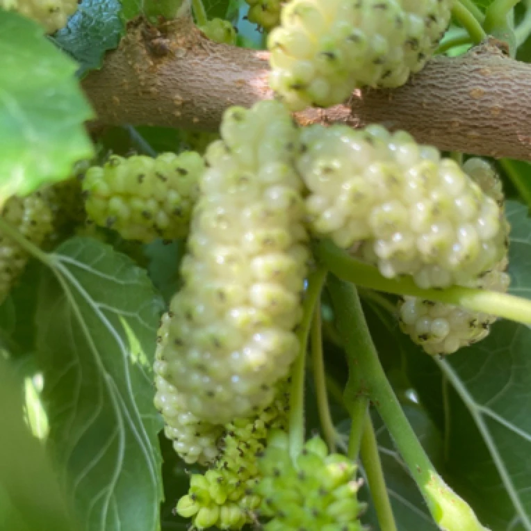 黑桑葚桑葚1斤➕白桑葚8两新鲜