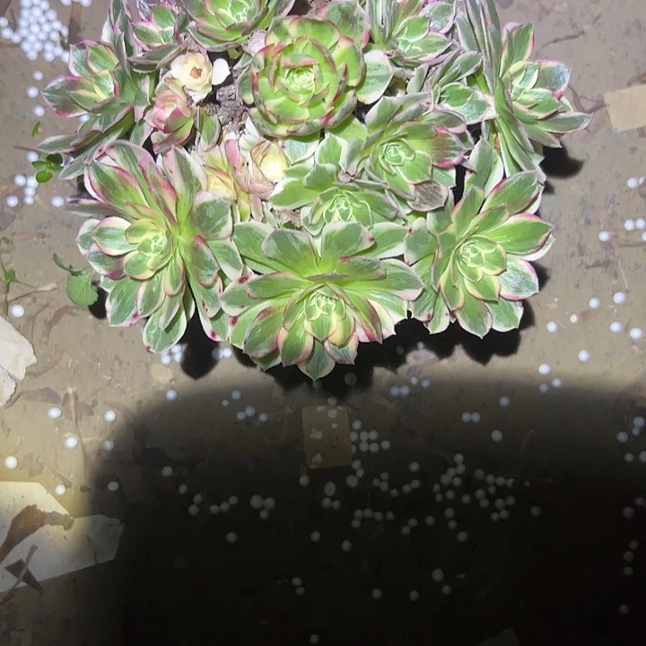 不包侧枝一物一拍53