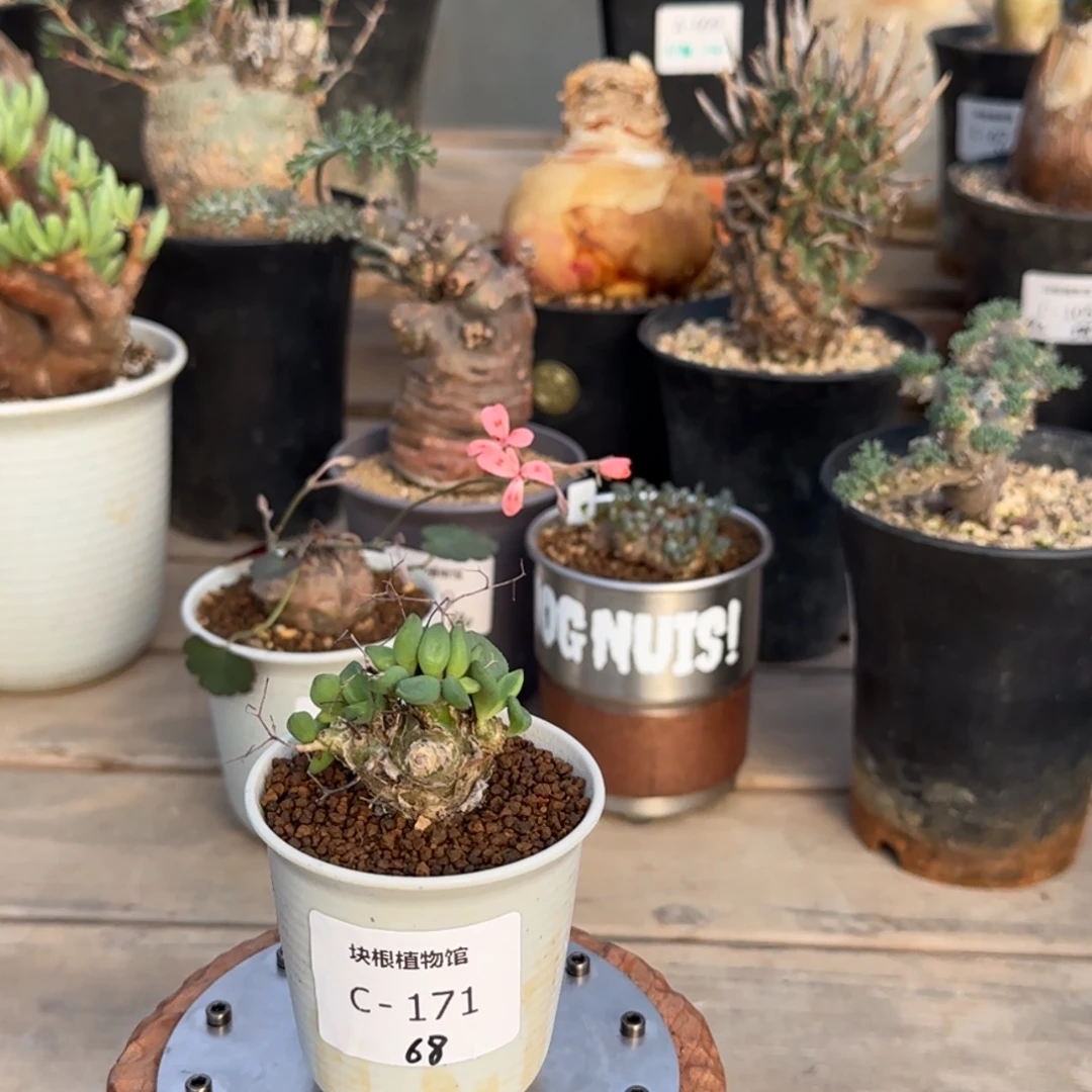 171钢丝万物想不带盆