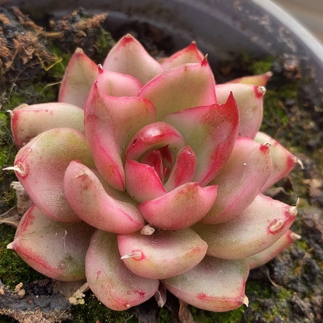 575野马哈哈高高挂起