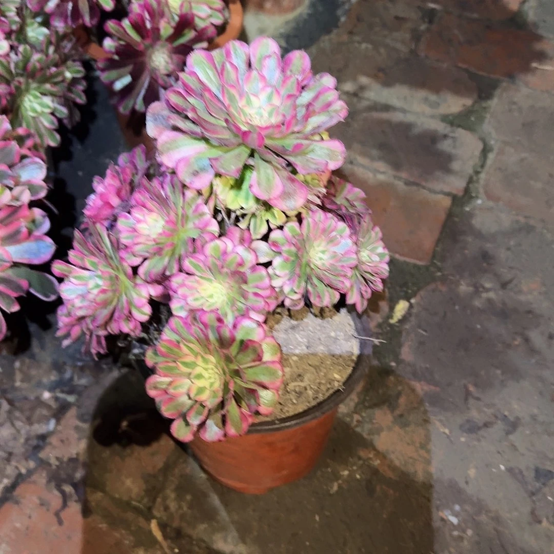 多肉植物红铜超白598