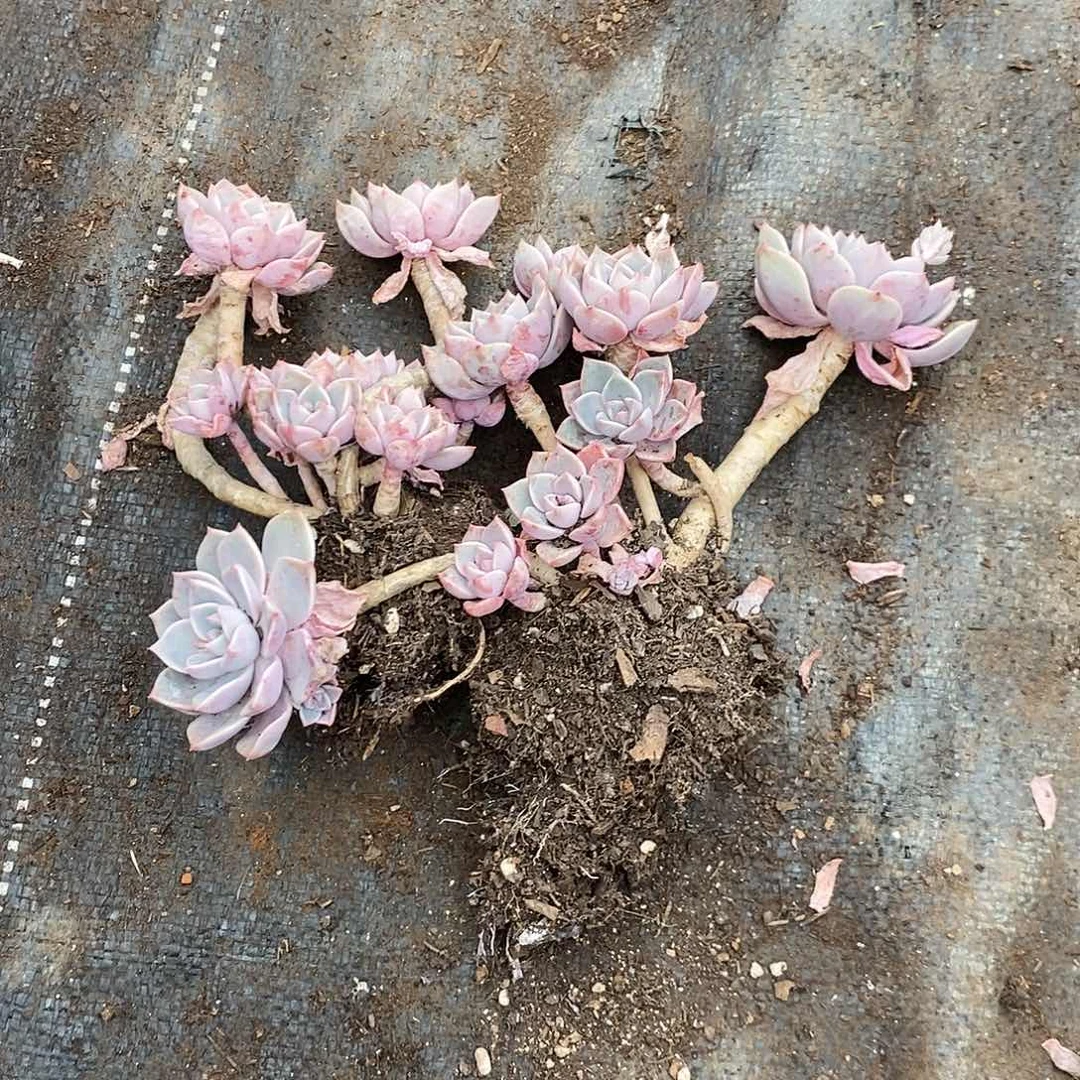 一****空2颗红粉佳人多肉植物